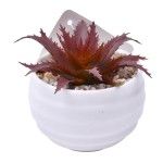 PLANTA C/VASO 6X4,5CM 2884-007-01 CX192