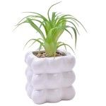PLANTA C/VASO 8X8X8CM 2884-008-01 CX96 PLANTA C/VASO 8X8X8CM 2884-008-01 CX96