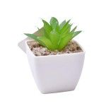 PLANTA C/VASO 6X6X5CM 2884-007-02 CX192 PLANTA C/VASO 6X6X5CM 2884-007-02 CX192