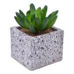 VASO C/CATO 6.4X6.3X5.2CM 2639-205 CX96 VASO C/CATO 6.4X6.3X5.2CM 2639-205 CX96