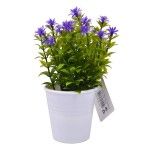PLANTA C/ VASO 2647-004 CX144 PLANTA C/ VASO 2647-004 CX144