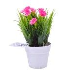 PLANTA VASO 10X20 2440-008 CX216