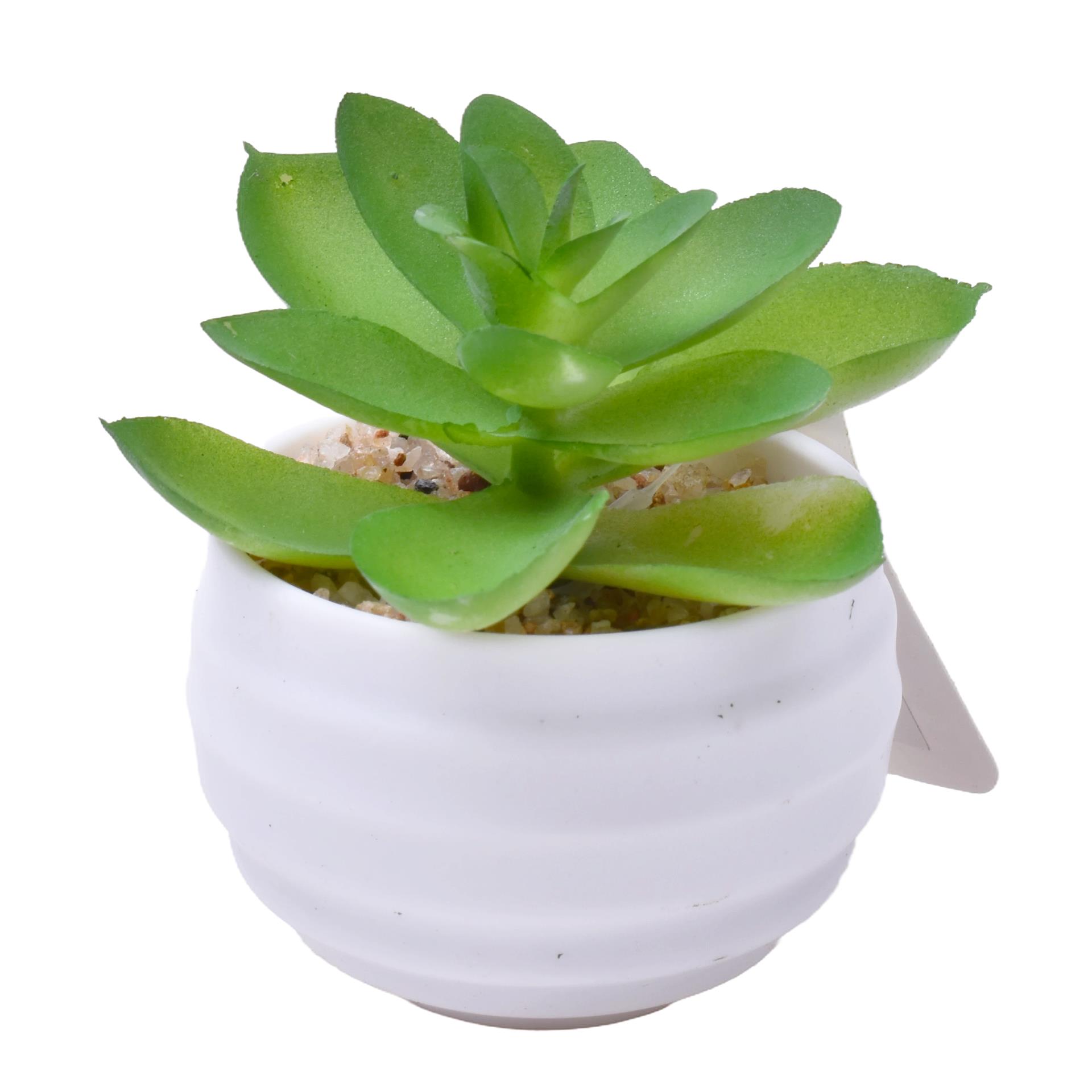 PLANTA C/VASO 6X4,5CM 2884-007-01 CX192