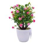 PLANTA VASO 15X23 2440-011 CX144