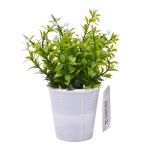 PLANTA C/ VASO 2647-004-01 CX144 PLANTA C/ VASO 2647-004-01 CX144