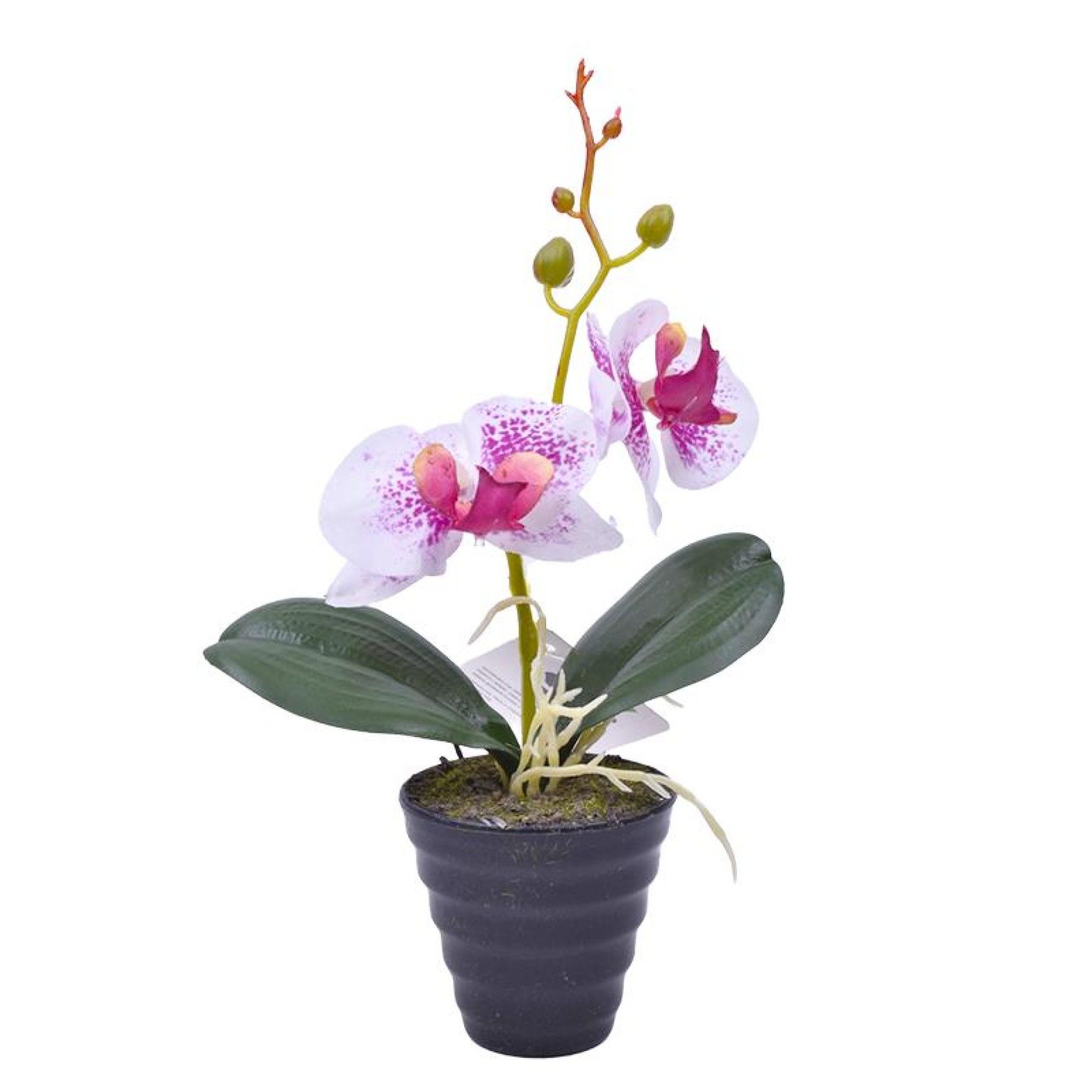 PLANTA C/ VASO 2647-101 CX144 PLANTA C/ VASO 2647-101 CX144