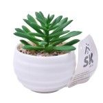 PLANTA C/VASO 6X4,5CM 2884-007-01 CX192