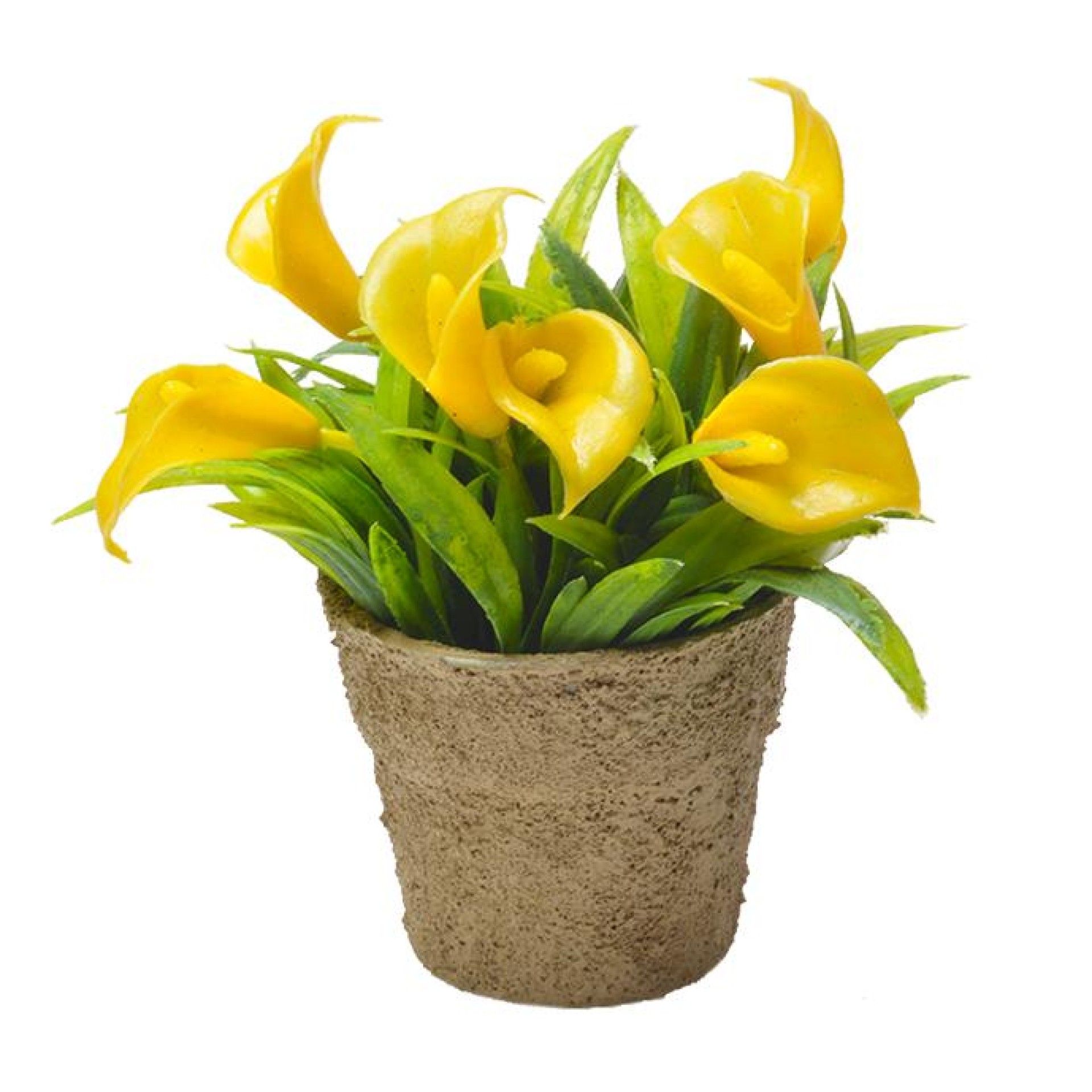 VASINHO PLANTA PLASTICO VASINHO PLANTA PLASTICO