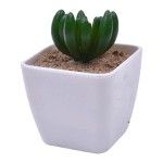 VASO C/CATO 4.5X4.5X4.8CM 2639-000 CX240 VASO C/CATO 4.5X4.5X4.8CM 2639-000 CX240