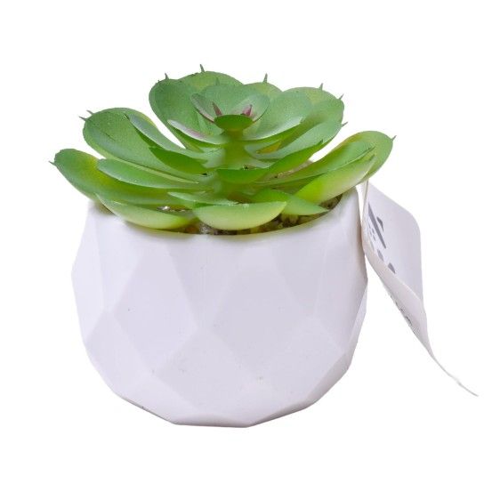 PLANTA C/VASO 6X4,5CM 2884-007 CX192 PLANTA C/VASO 6X4,5CM 2884-007 CX192