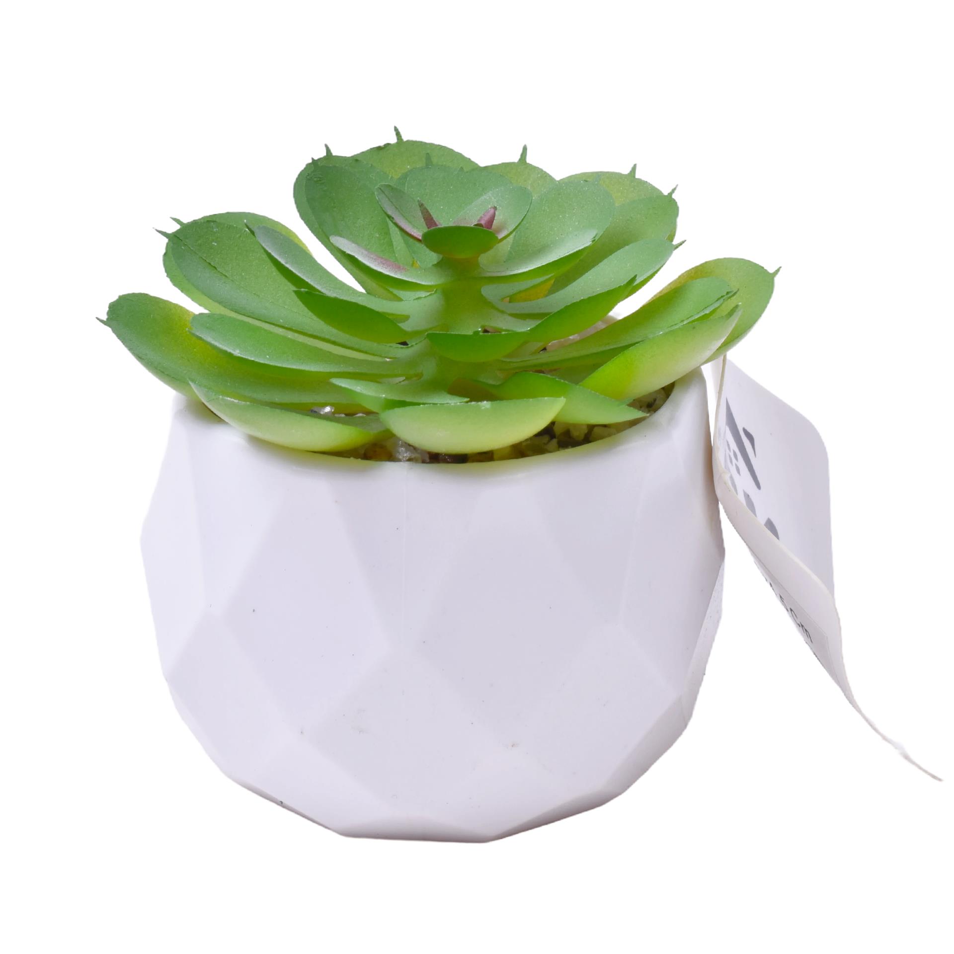 PLANTA C/VASO 6X4,5CM 2884-007 CX192 PLANTA C/VASO 6X4,5CM 2884-007 CX192