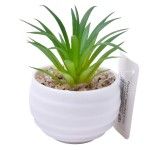 PLANTA C/VASO 6X4,5CM 2884-007-01 CX192