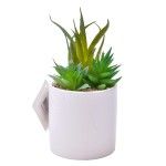 PLANTA C/VASO 8X8CM 2884-009 CX96