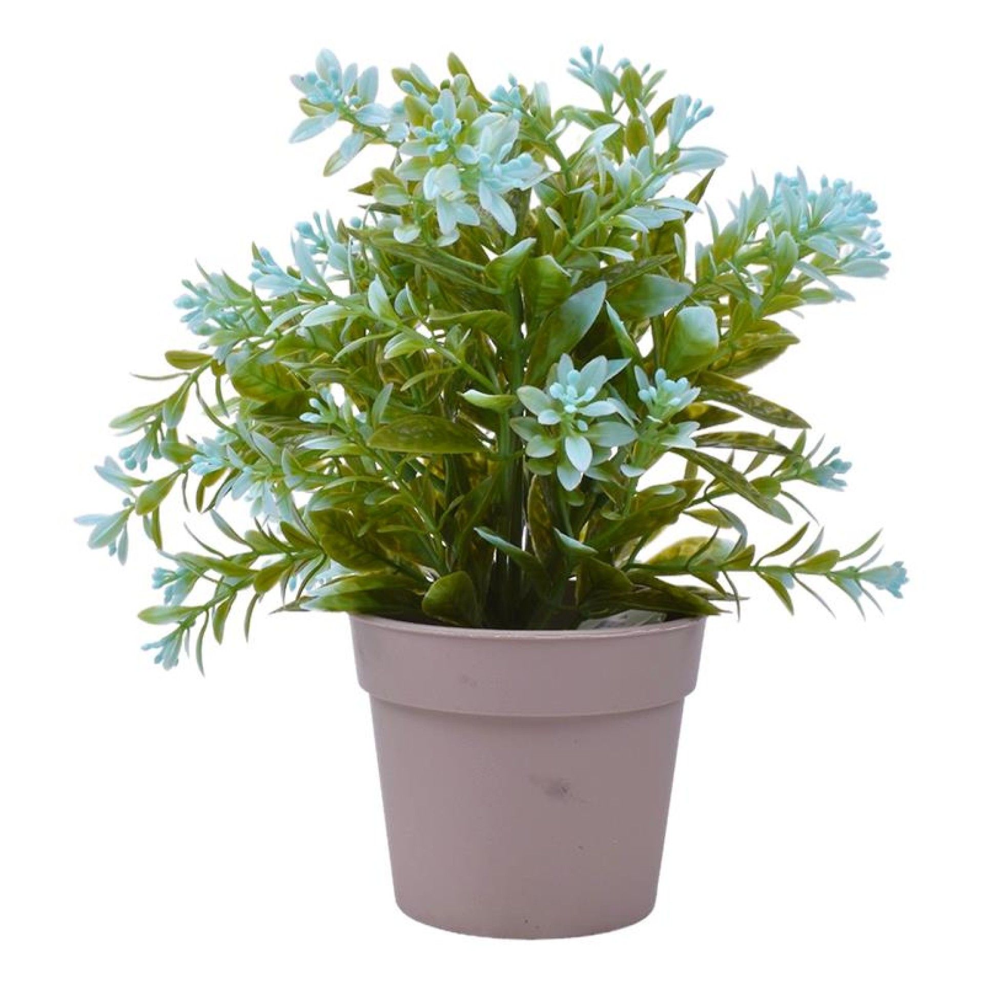 PLANTA C/ VASO 2440-015 CX144 PLANTA C/ VASO 2440-015 CX144