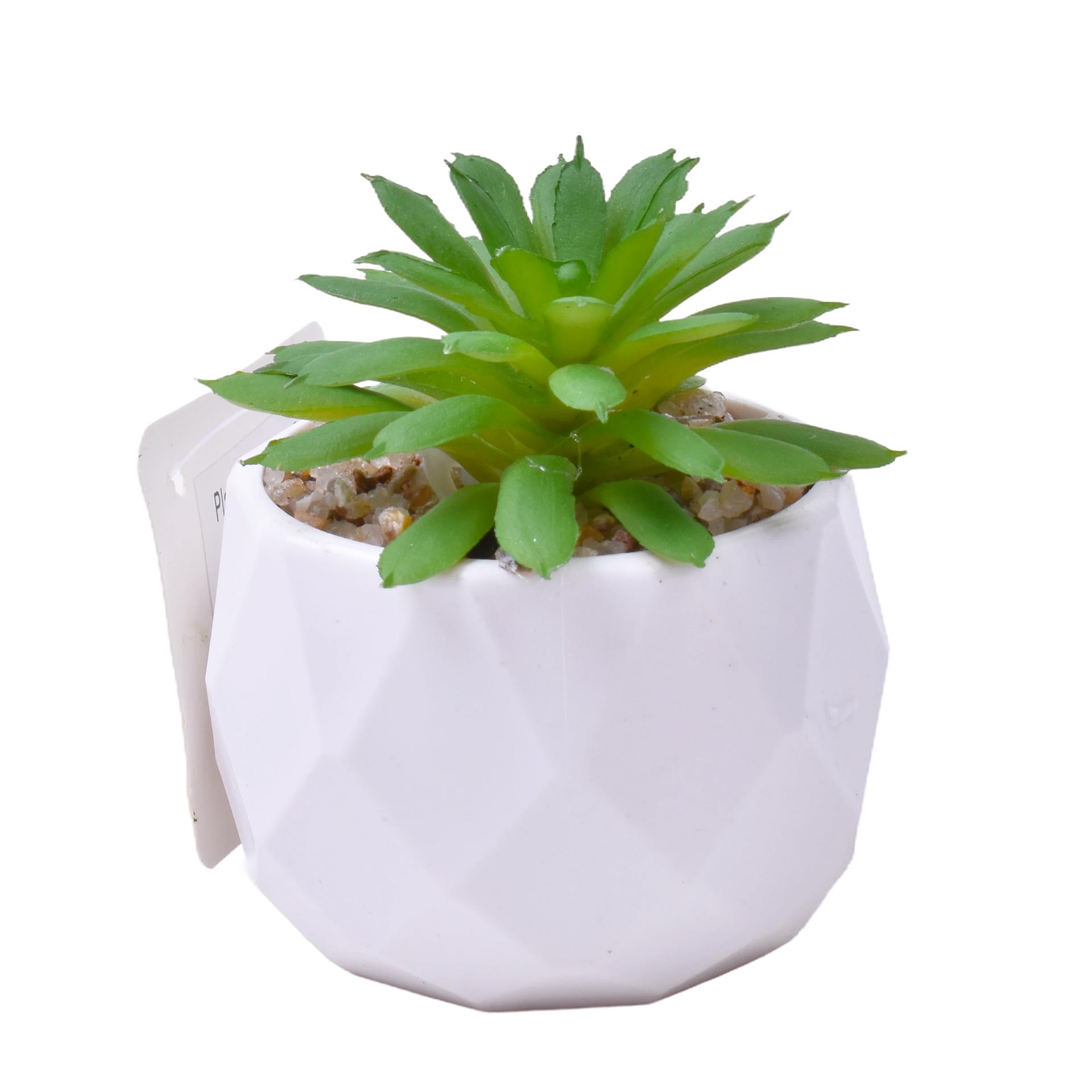 PLANTA C/VASO 6X4,5CM 2884-007 CX192 PLANTA C/VASO 6X4,5CM 2884-007 CX192