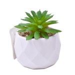 PLANTA C/VASO 6X4,5CM 2884-007 CX192 PLANTA C/VASO 6X4,5CM 2884-007 CX192