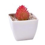 PLANTA C/VASO 6X6X5CM 2884-007-02 CX192 PLANTA C/VASO 6X6X5CM 2884-007-02 CX192
