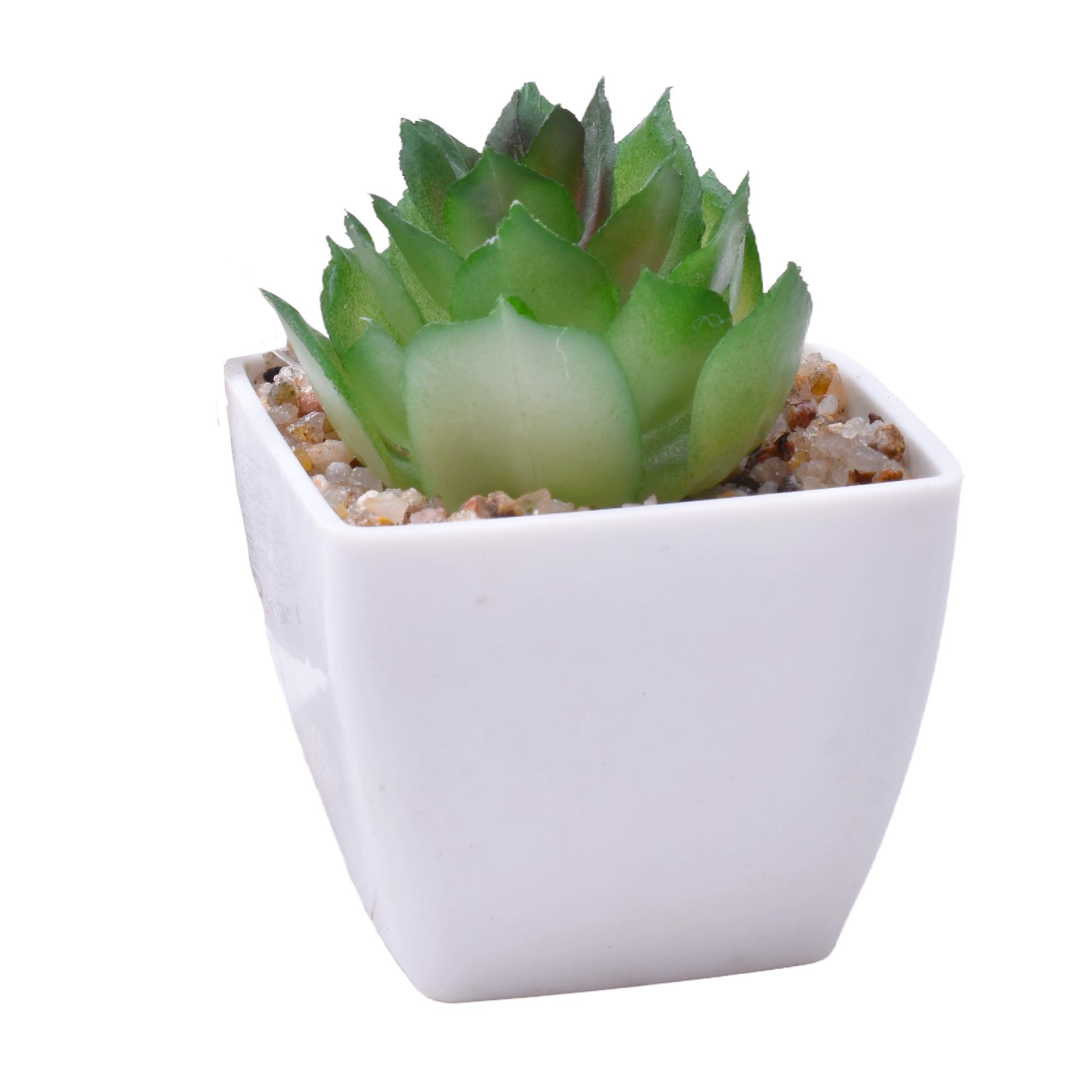 PLANTA C/VASO 6X6X5CM 2884-007-02 CX192 PLANTA C/VASO 6X6X5CM 2884-007-02 CX192