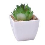 PLANTA C/VASO 6X6X5CM 2884-007-02 CX192 PLANTA C/VASO 6X6X5CM 2884-007-02 CX192
