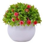 PLANTA C/ VASO 2440-020 CX144