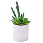 PLANTA C/VASO 8X8CM 2884-009 CX96