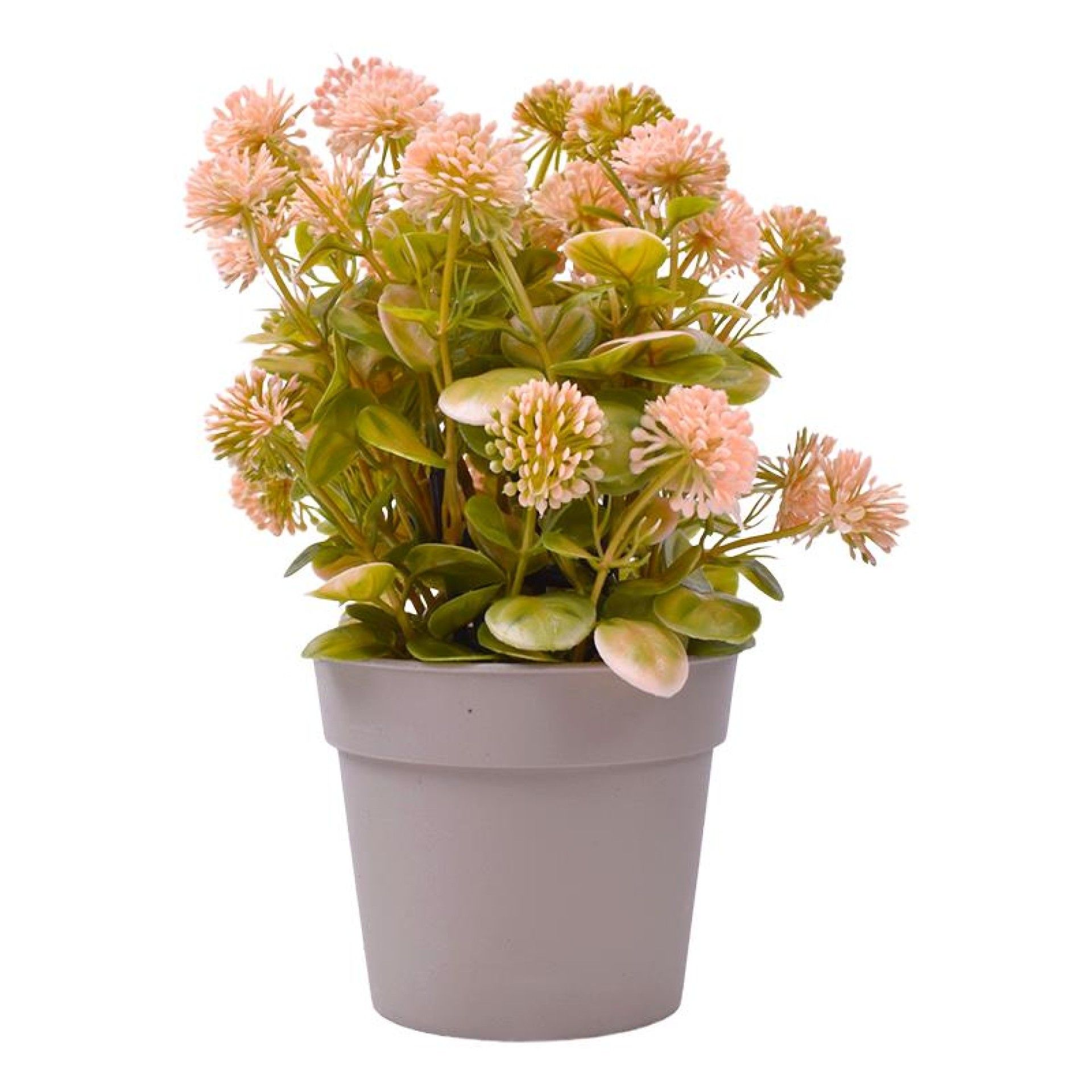 PLANTA C/ VASO 2440-017 CX 144 PLANTA C/ VASO 2440-017 CX 144