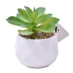 PLANTA C/VASO 6X4,5CM 2884-007 CX192 PLANTA C/VASO 6X4,5CM 2884-007 CX192