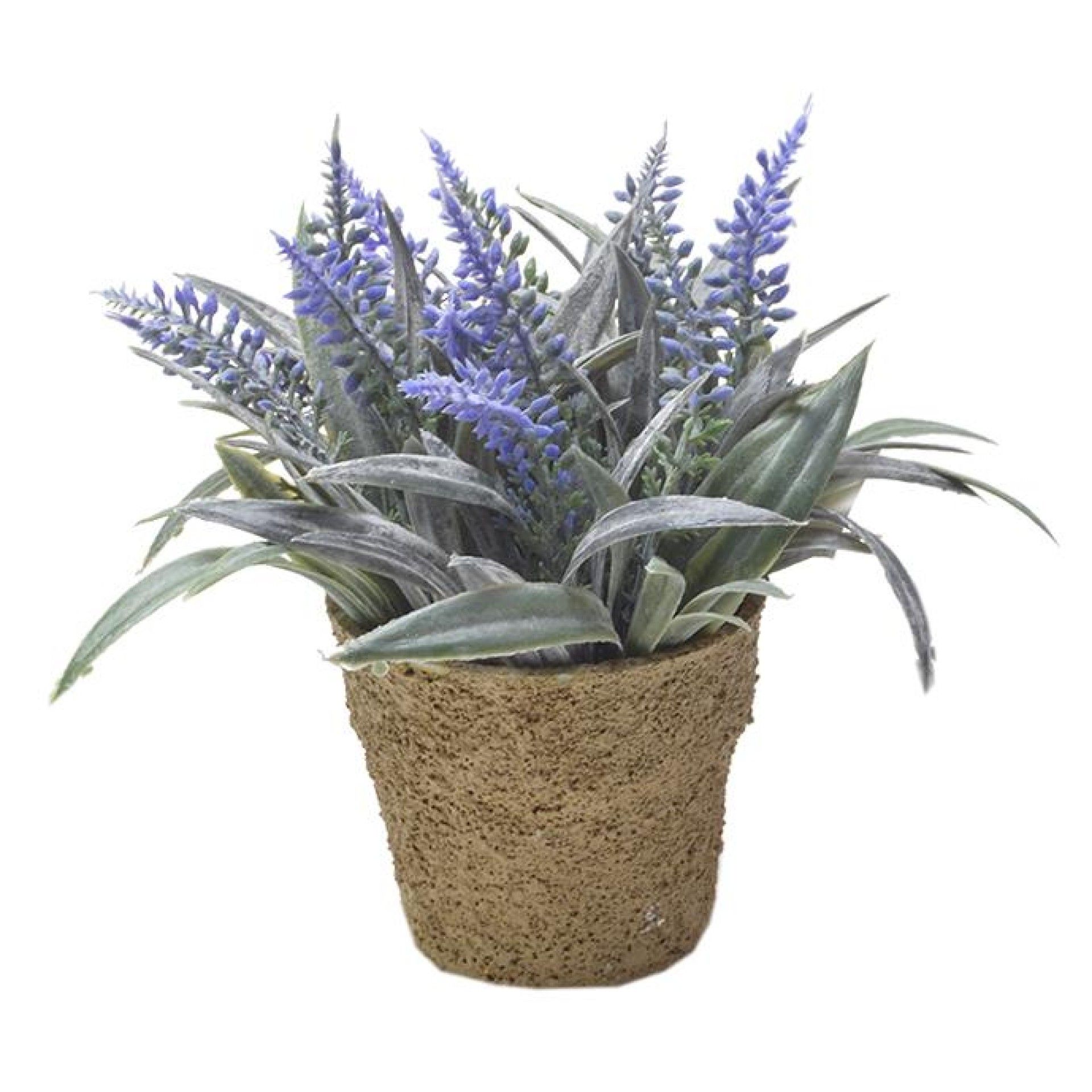 VASINHO PLANTA PLASTICO VASINHO PLANTA PLASTICO