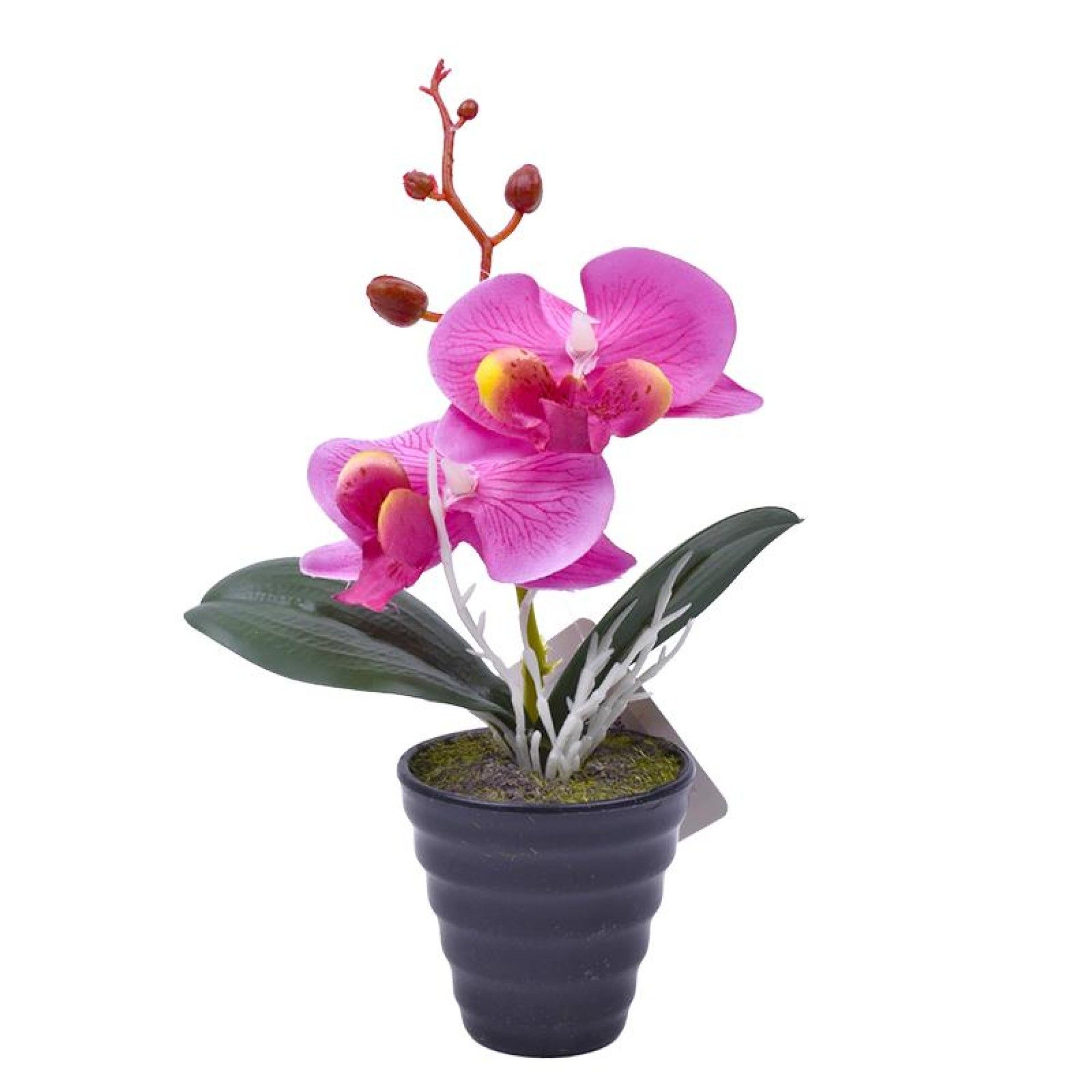 PLANTA C/ VASO 2647-101 CX144 PLANTA C/ VASO 2647-101 CX144