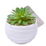 PLANTA C/VASO 6X4,5CM 2884-007-01 CX192