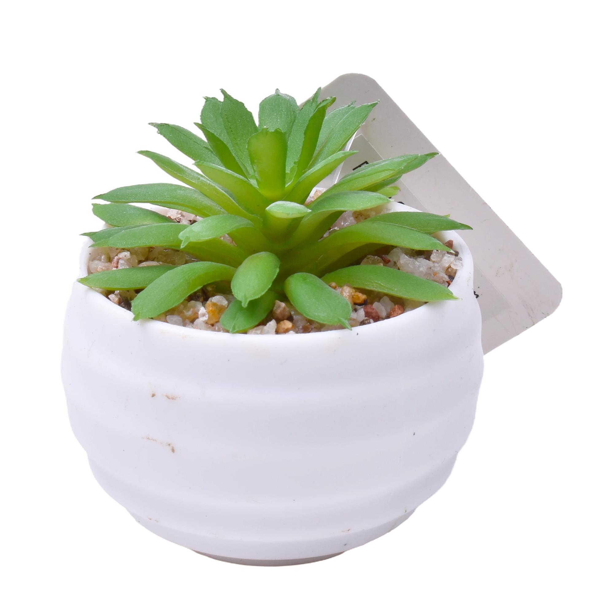 PLANTA C/VASO 6X4,5CM 2884-007-01 CX192