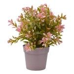 PLANTA C/ VASO 2440-015 CX144
