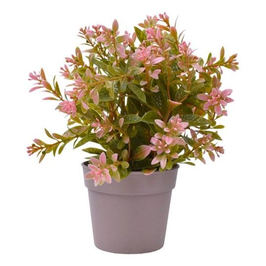 PLANTA C/ VASO 2440-015 CX144 PLANTA C/ VASO 2440-015 CX144