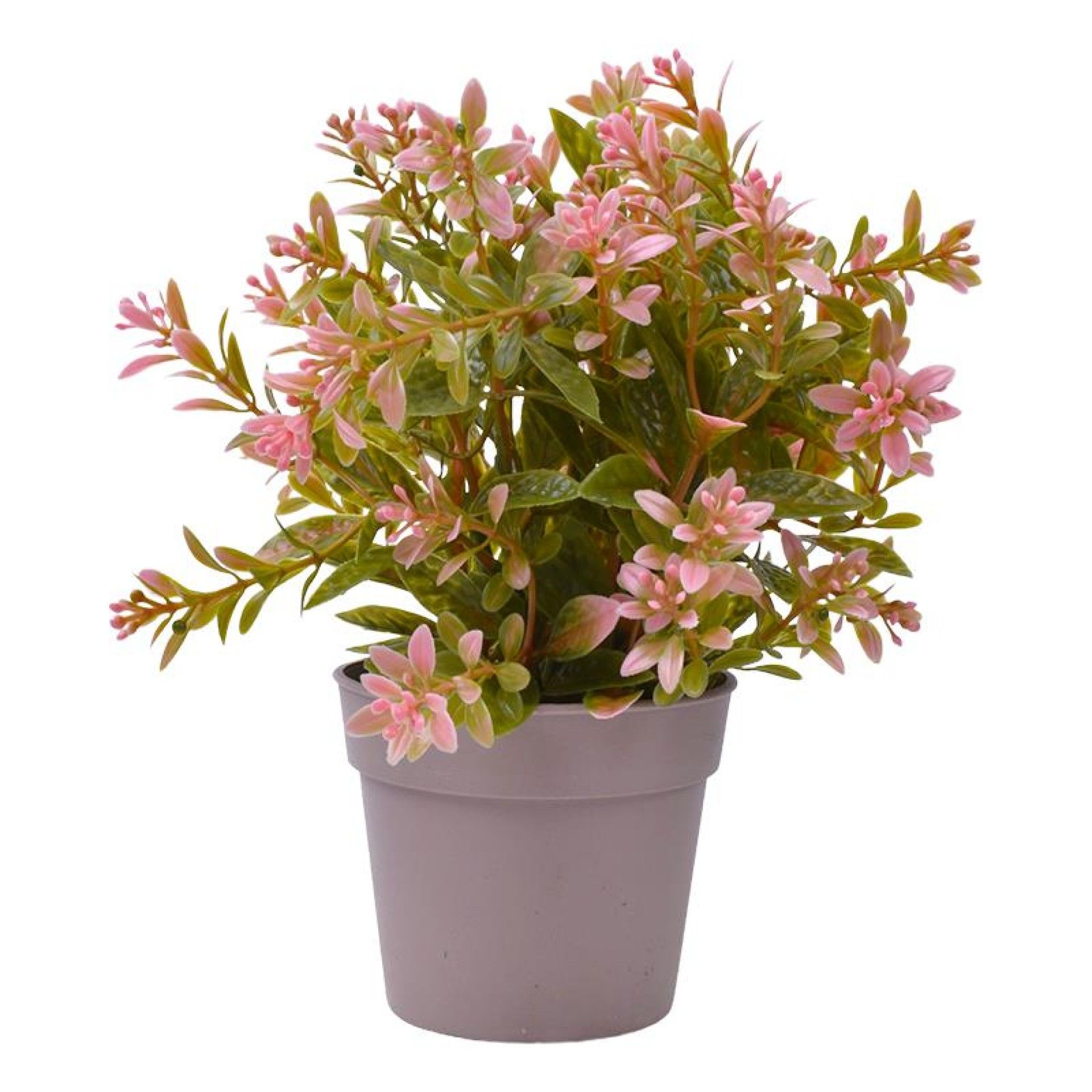 PLANTA C/ VASO 2440-015 CX144 PLANTA C/ VASO 2440-015 CX144