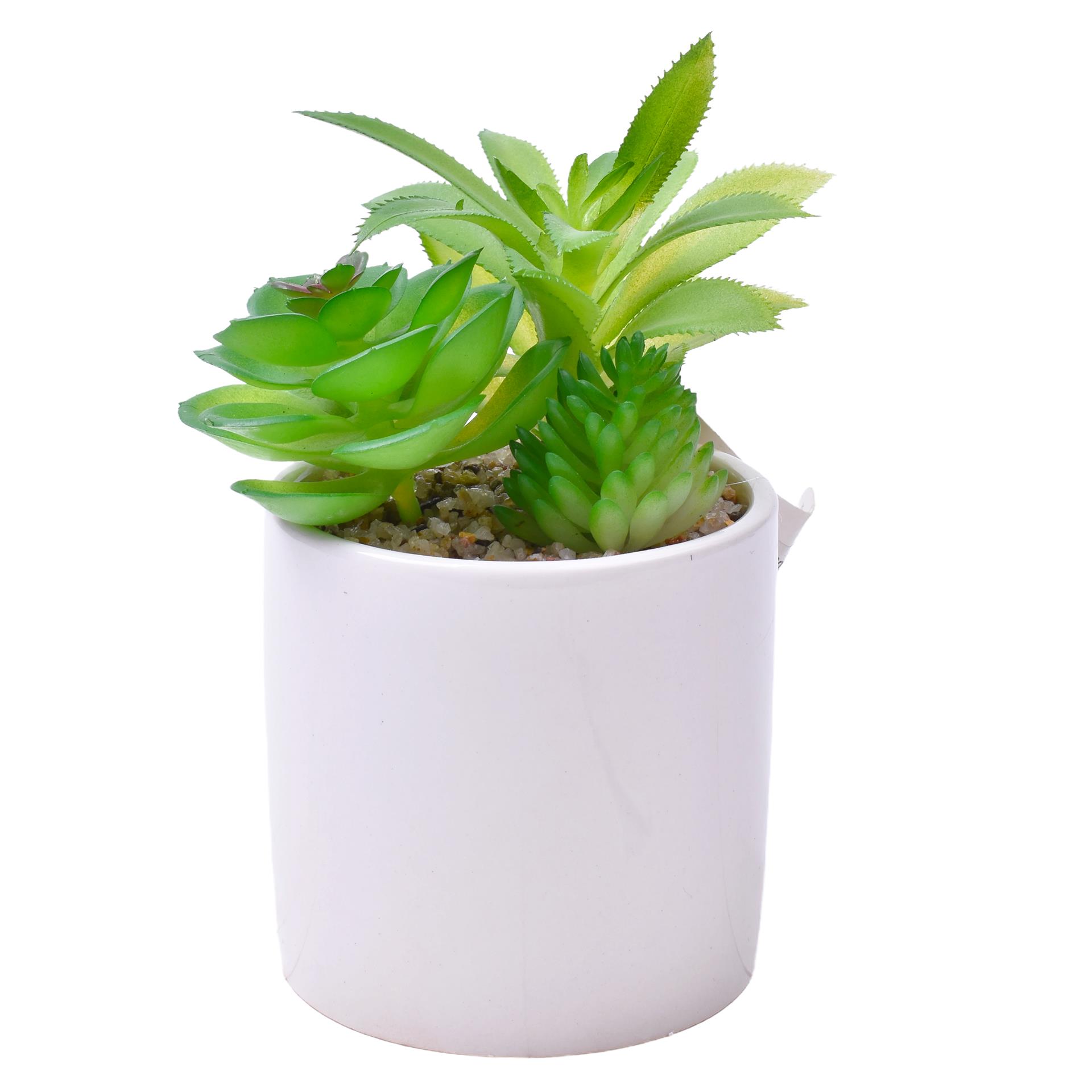 PLANTA C/VASO 8X8CM 2884-009 CX96 PLANTA C/VASO 8X8CM 2884-009 CX96