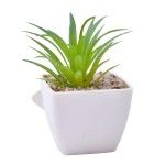 PLANTA C/VASO 6X6X5CM 2884-007-02 CX192 PLANTA C/VASO 6X6X5CM 2884-007-02 CX192