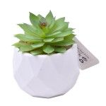 PLANTA C/VASO 6X4,5CM 2884-007 CX192 PLANTA C/VASO 6X4,5CM 2884-007 CX192