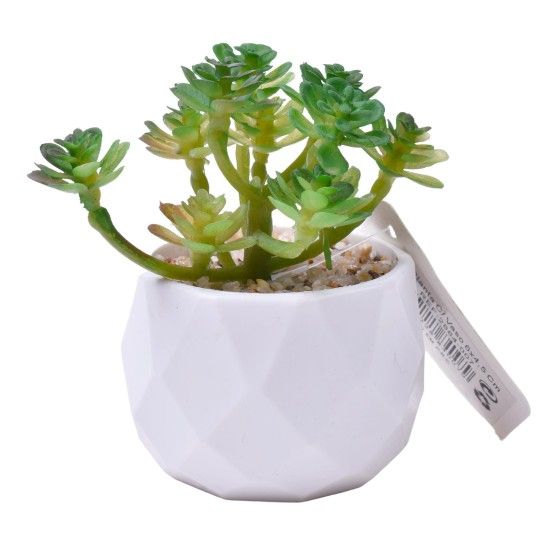 PLANTA C/VASO 6X4,5CM 2884-007 CX192 PLANTA C/VASO 6X4,5CM 2884-007 CX192