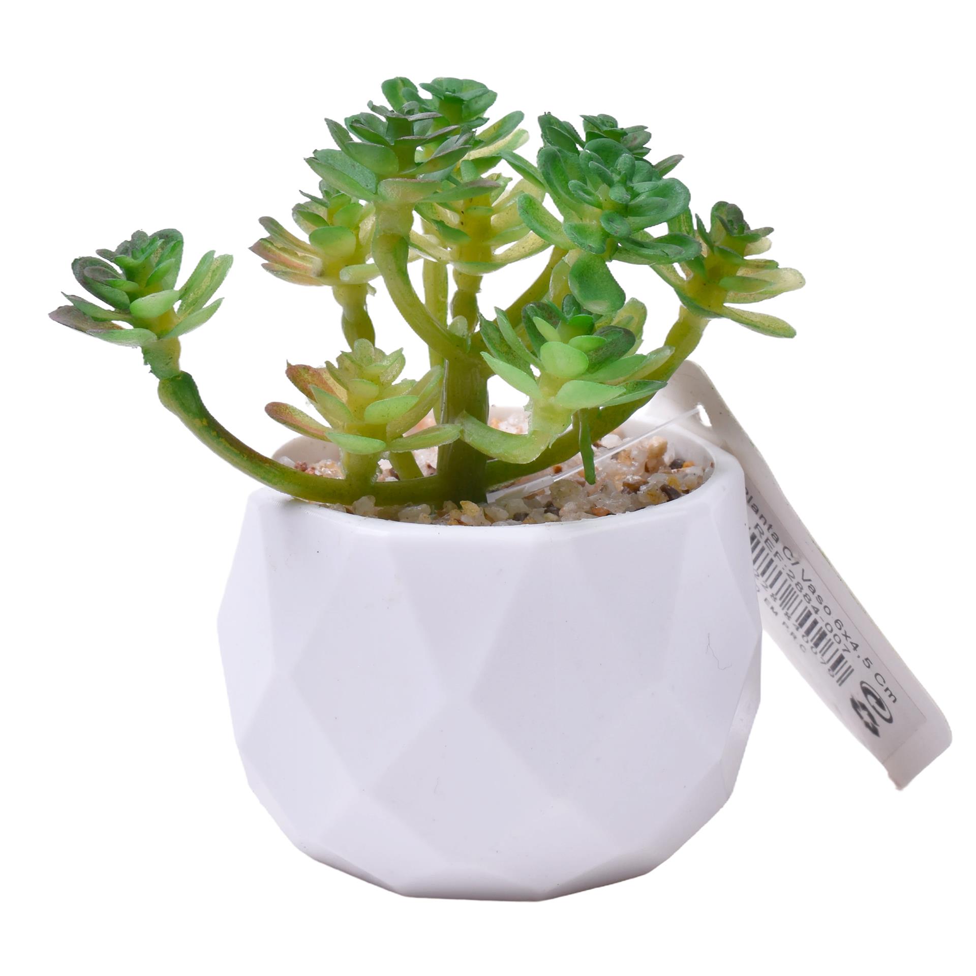 PLANTA C/VASO 6X4,5CM 2884-007 CX192 PLANTA C/VASO 6X4,5CM 2884-007 CX192