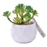 PLANTA C/VASO 6X4,5CM 2884-007 CX192 PLANTA C/VASO 6X4,5CM 2884-007 CX192