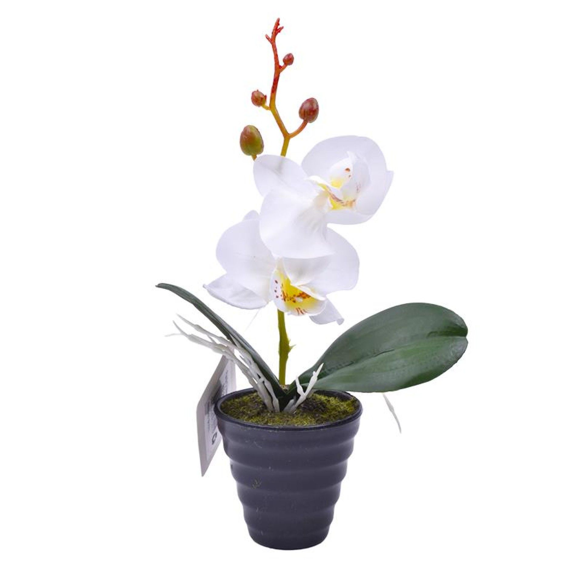 PLANTA C/ VASO 2647-101 CX144 PLANTA C/ VASO 2647-101 CX144