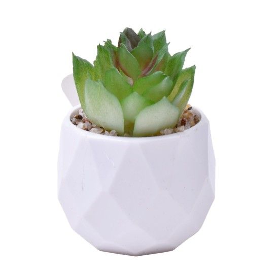 PLANTA C/VASO 6X4,5CM 2884-007 CX192 PLANTA C/VASO 6X4,5CM 2884-007 CX192
