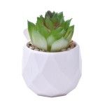 PLANTA C/VASO 6X4,5CM 2884-007 CX192 PLANTA C/VASO 6X4,5CM 2884-007 CX192