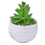 PLANTA C/VASO 6X4,5CM 2884-007-01 CX192
