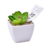 PLANTA C/VASO 6X6X5CM 2884-007-02 CX192 PLANTA C/VASO 6X6X5CM 2884-007-02 CX192