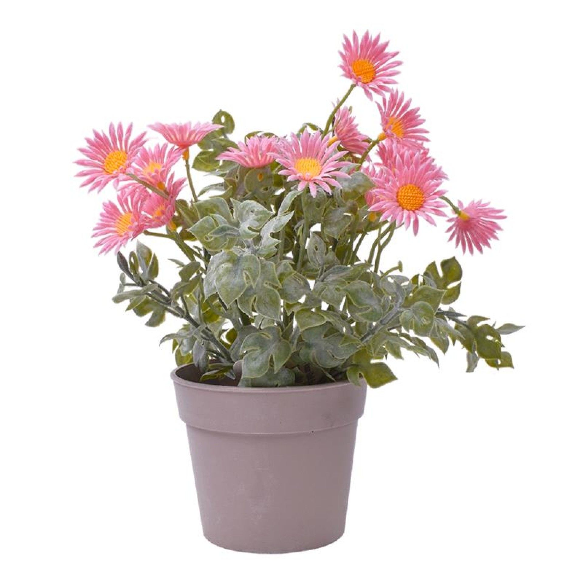 PLANTA C/ VASO 2440-018 CX144 PLANTA C/ VASO 2440-018 CX144