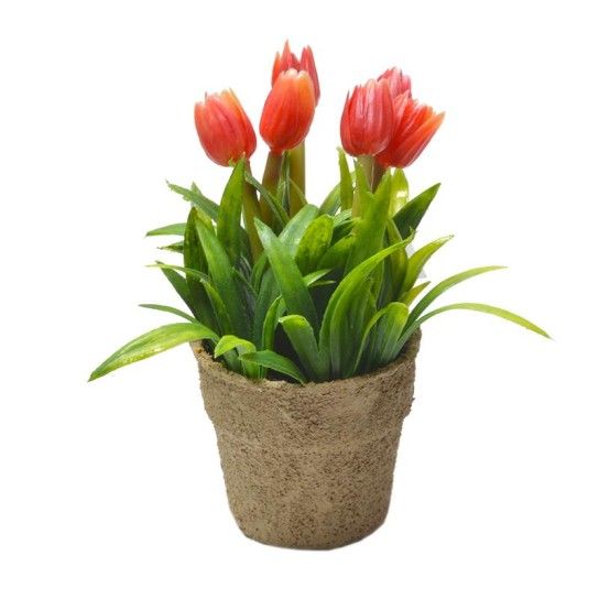 VASINHO PLANTA PLASTICO VASINHO PLANTA PLASTICO