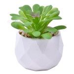 PLANTA C/VASO 6X4,5CM 2884-007 CX192 PLANTA C/VASO 6X4,5CM 2884-007 CX192