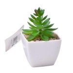 PLANTA C/VASO 6X6X5CM 2884-007-02 CX192 PLANTA C/VASO 6X6X5CM 2884-007-02 CX192