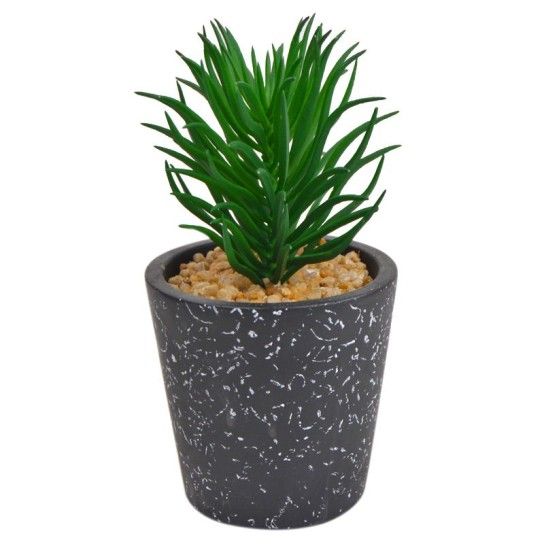 PLANTA C/VASO 2437-002